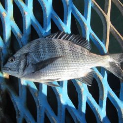 オリジナルメーカー海づり公園(市原市海づり施設) 釣果