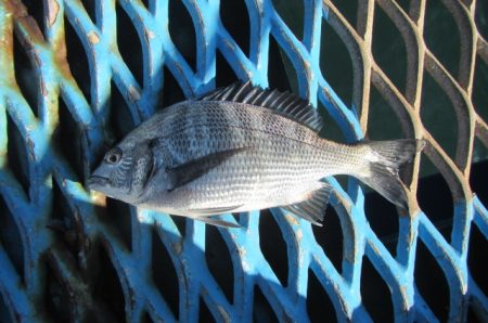 オリジナルメーカー海づり公園(市原市海づり施設) 釣果