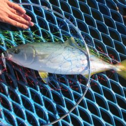 オリジナルメーカー海づり公園(市原市海づり施設) 釣果
