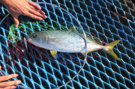 オリジナルメーカー海づり公園(市原市海づり施設) 釣果
