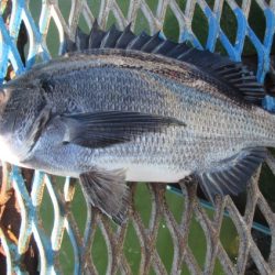 オリジナルメーカー海づり公園(市原市海づり施設) 釣果