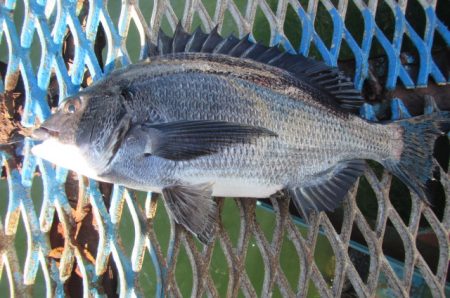 オリジナルメーカー海づり公園(市原市海づり施設) 釣果