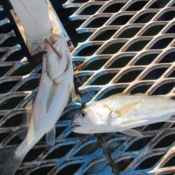 オリジナルメーカー海づり公園(市原市海づり施設) 釣果