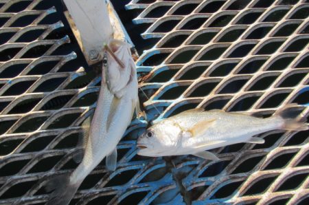 オリジナルメーカー海づり公園(市原市海づり施設) 釣果