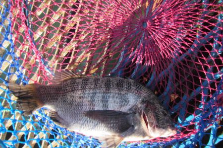 オリジナルメーカー海づり公園(市原市海づり施設) 釣果