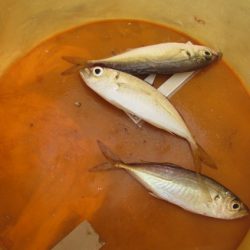 オリジナルメーカー海づり公園(市原市海づり施設) 釣果