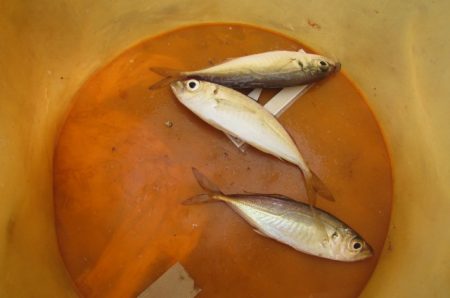 オリジナルメーカー海づり公園(市原市海づり施設) 釣果