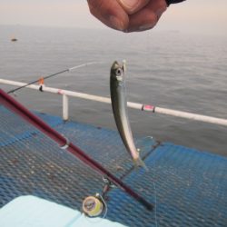 オリジナルメーカー海づり公園(市原市海づり施設) 釣果