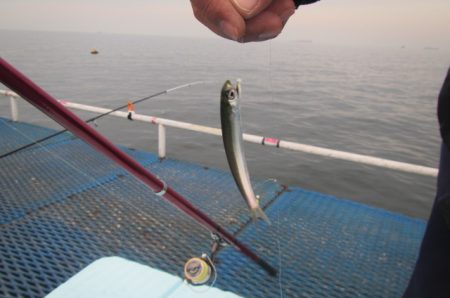 オリジナルメーカー海づり公園(市原市海づり施設) 釣果