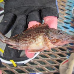 オリジナルメーカー海づり公園(市原市海づり施設) 釣果