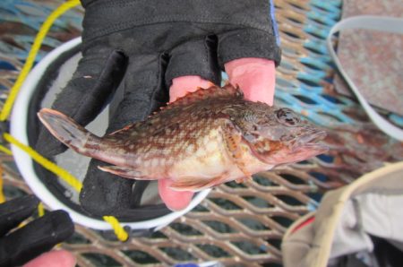 オリジナルメーカー海づり公園(市原市海づり施設) 釣果