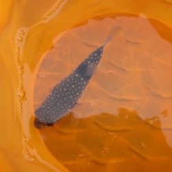 オリジナルメーカー海づり公園(市原市海づり施設) 釣果