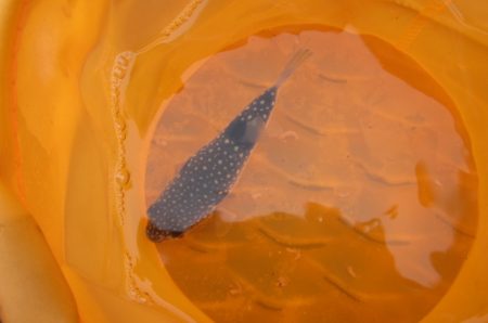 オリジナルメーカー海づり公園(市原市海づり施設) 釣果