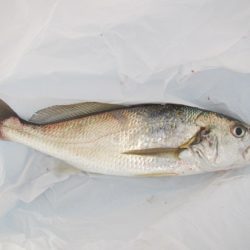 オリジナルメーカー海づり公園(市原市海づり施設) 釣果