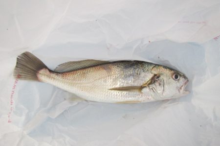 オリジナルメーカー海づり公園(市原市海づり施設) 釣果