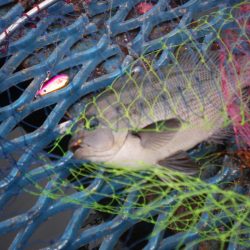 オリジナルメーカー海づり公園(市原市海づり施設) 釣果