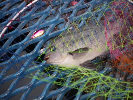 オリジナルメーカー海づり公園(市原市海づり施設) 釣果