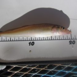 オリジナルメーカー海づり公園(市原市海づり施設) 釣果