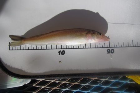 オリジナルメーカー海づり公園(市原市海づり施設) 釣果