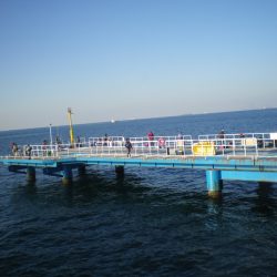 オリジナルメーカー海づり公園(市原市海づり施設) 釣果