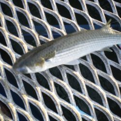 オリジナルメーカー海づり公園(市原市海づり施設) 釣果