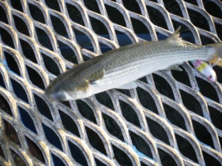 オリジナルメーカー海づり公園(市原市海づり施設) 釣果