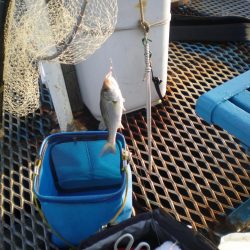 オリジナルメーカー海づり公園(市原市海づり施設) 釣果