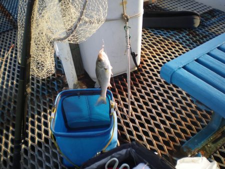 オリジナルメーカー海づり公園(市原市海づり施設) 釣果