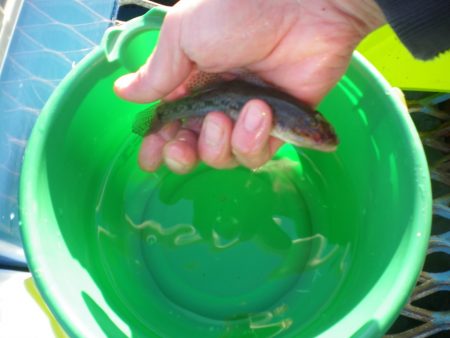 オリジナルメーカー海づり公園(市原市海づり施設) 釣果