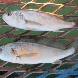 オリジナルメーカー海づり公園(市原市海づり施設) 釣果