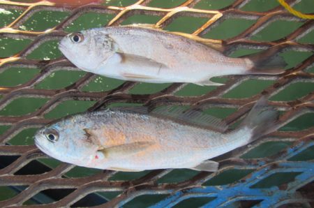 オリジナルメーカー海づり公園(市原市海づり施設) 釣果