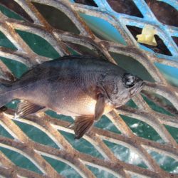 オリジナルメーカー海づり公園(市原市海づり施設) 釣果