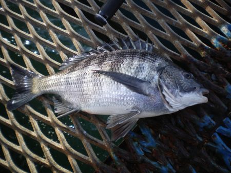 オリジナルメーカー海づり公園(市原市海づり…