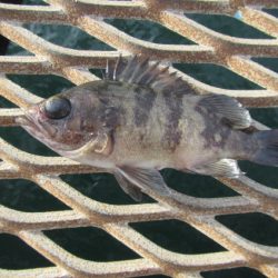 オリジナルメーカー海づり公園(市原市海づり施設) 釣果