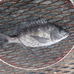 オリジナルメーカー海づり公園(市原市海づり施設) 釣果