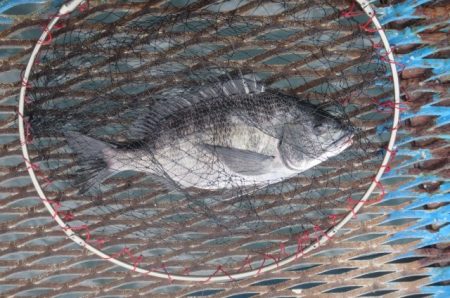 オリジナルメーカー海づり公園(市原市海づり施設) 釣果