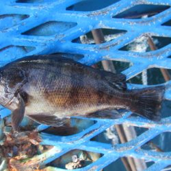 オリジナルメーカー海づり公園(市原市海づり施設) 釣果