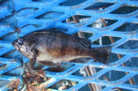 オリジナルメーカー海づり公園(市原市海づり施設) 釣果