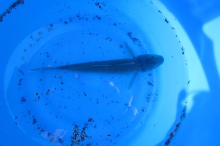 オリジナルメーカー海づり公園(市原市海づり施設) 釣果