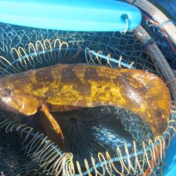 オリジナルメーカー海づり公園(市原市海づり施設) 釣果