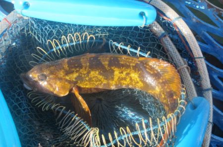 オリジナルメーカー海づり公園(市原市海づり施設) 釣果