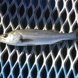 オリジナルメーカー海づり公園(市原市海づり施設) 釣果