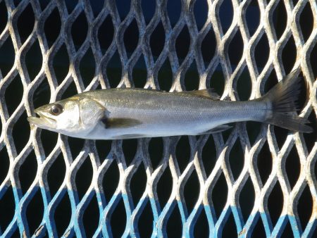 オリジナルメーカー海づり公園(市原市海づり施設) 釣果