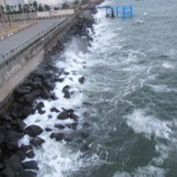 オリジナルメーカー海づり公園(市原市海づり施設) 釣果