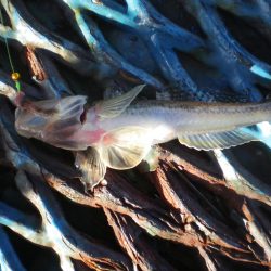 オリジナルメーカー海づり公園(市原市海づり施設) 釣果