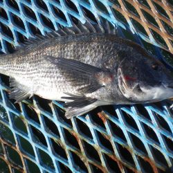 オリジナルメーカー海づり公園(市原市海づり施設) 釣果