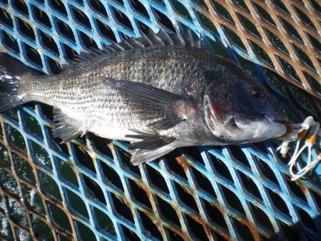 オリジナルメーカー海づり公園(市原市海づり…
