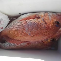 遊漁船 新鋭丸 釣果