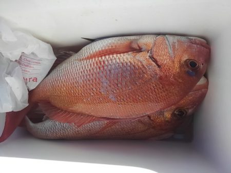 遊漁船 新鋭丸 釣果