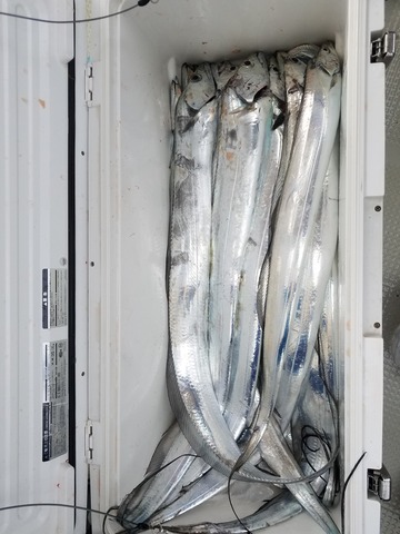 遊漁船　ニライカナイ 釣果